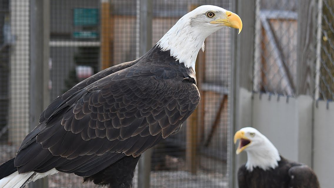 Earthplace Eagles by J.C. Martin