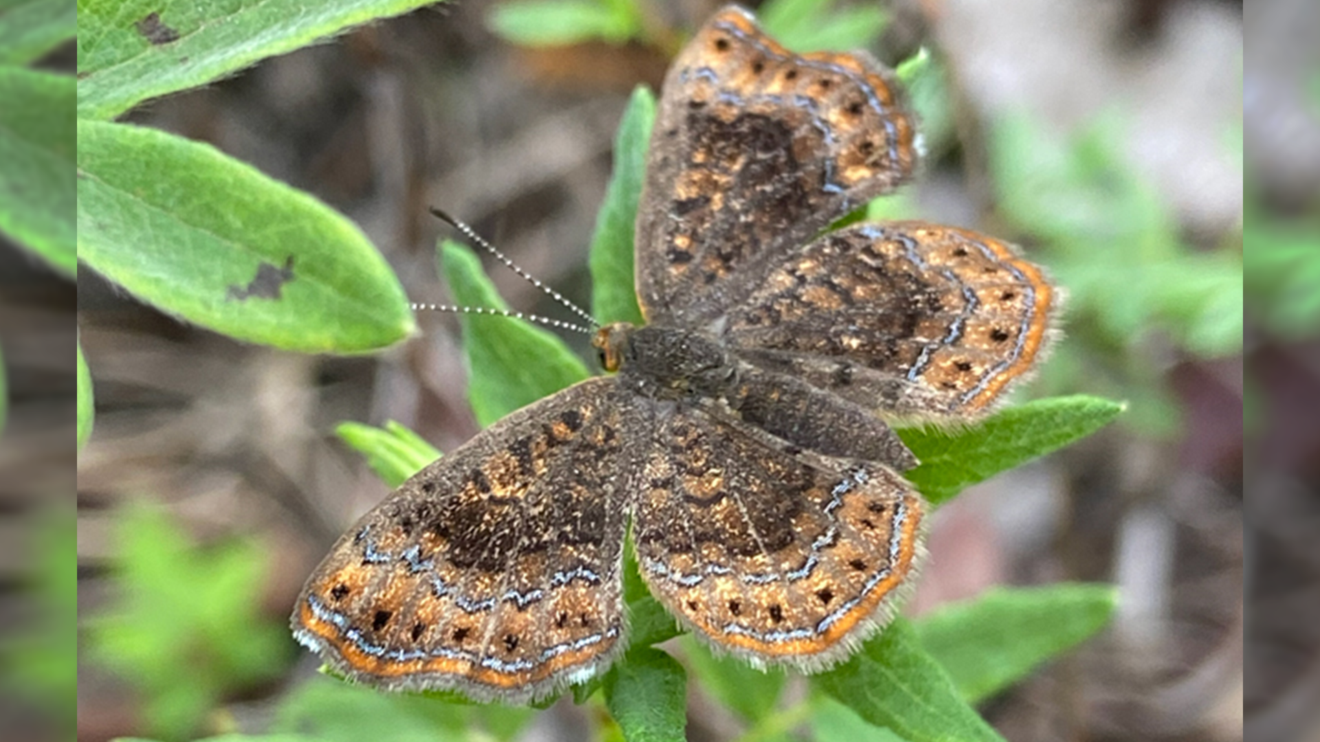 Northern Metalmark Conservation